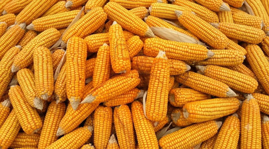 Exporters Must Meet Chinese Import Standards