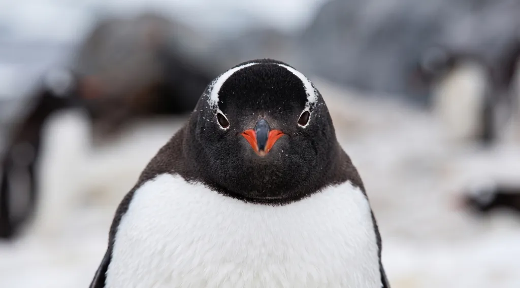 A New Penguin Species