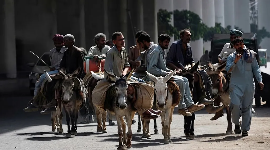 A New Opportunity For Pakistan’s Livestock Sector