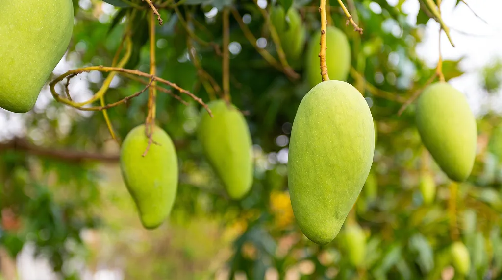 From Local Orchards To International Markets
