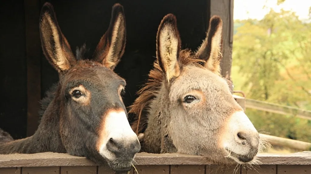 The Commercial Value Behind Donkey Products