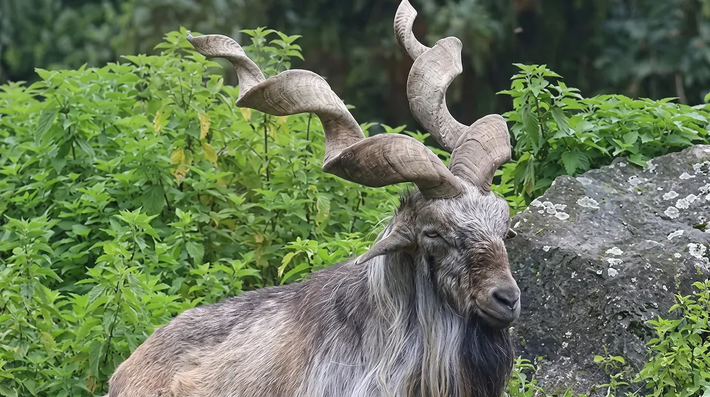 Protecting Pakistan’s National Animal